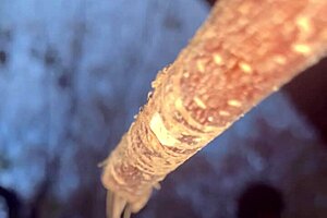 Forest witch bends over for black monster cock doggystyle creampie pounding