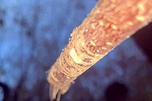 Forest witch bends over for black monster cock doggystyle creampie pounding