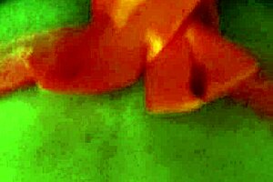 big tits babe gives blowjob then exposes wet shaved pussy